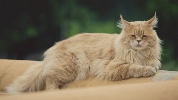 maine-coon-cat