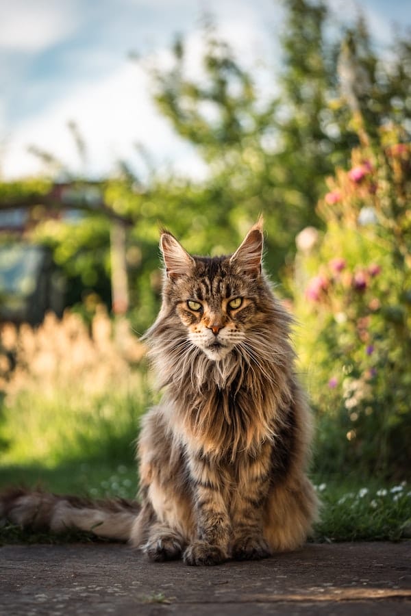 maine-coon-cat