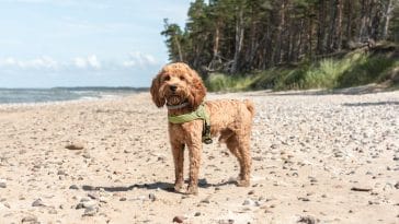 maltipoo