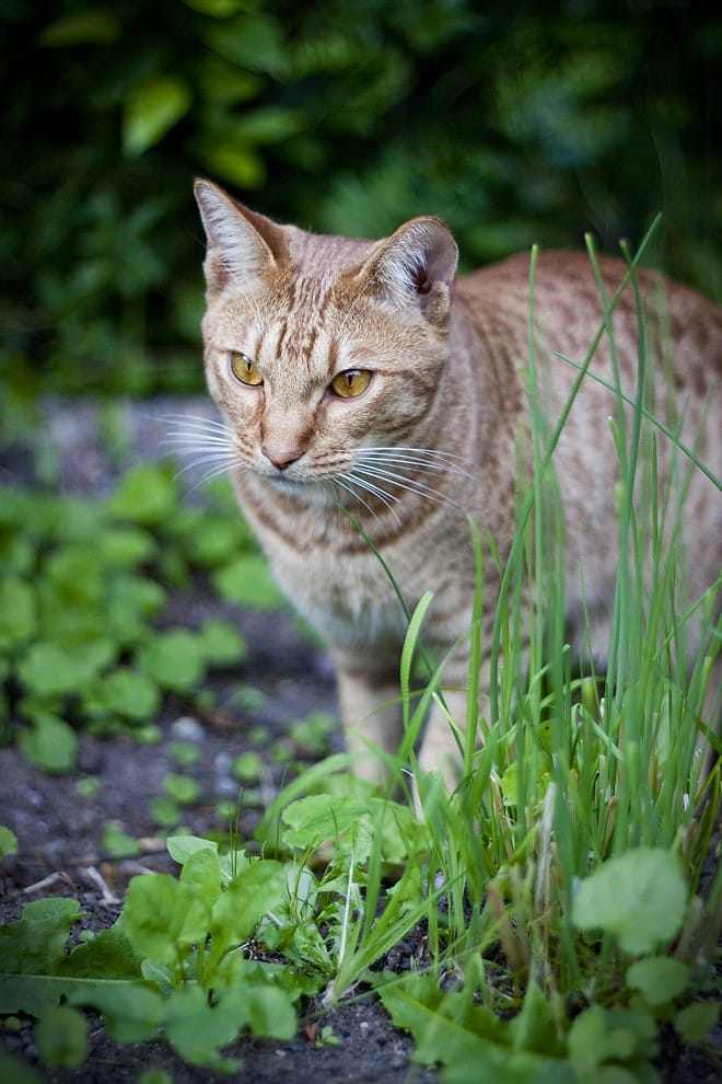 ocicat