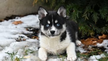 pomsky