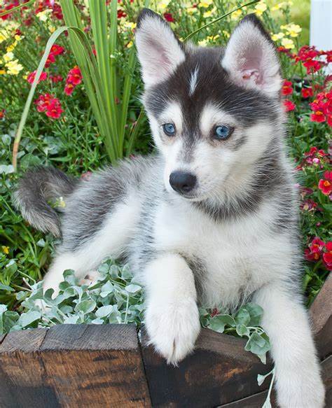 pomsky