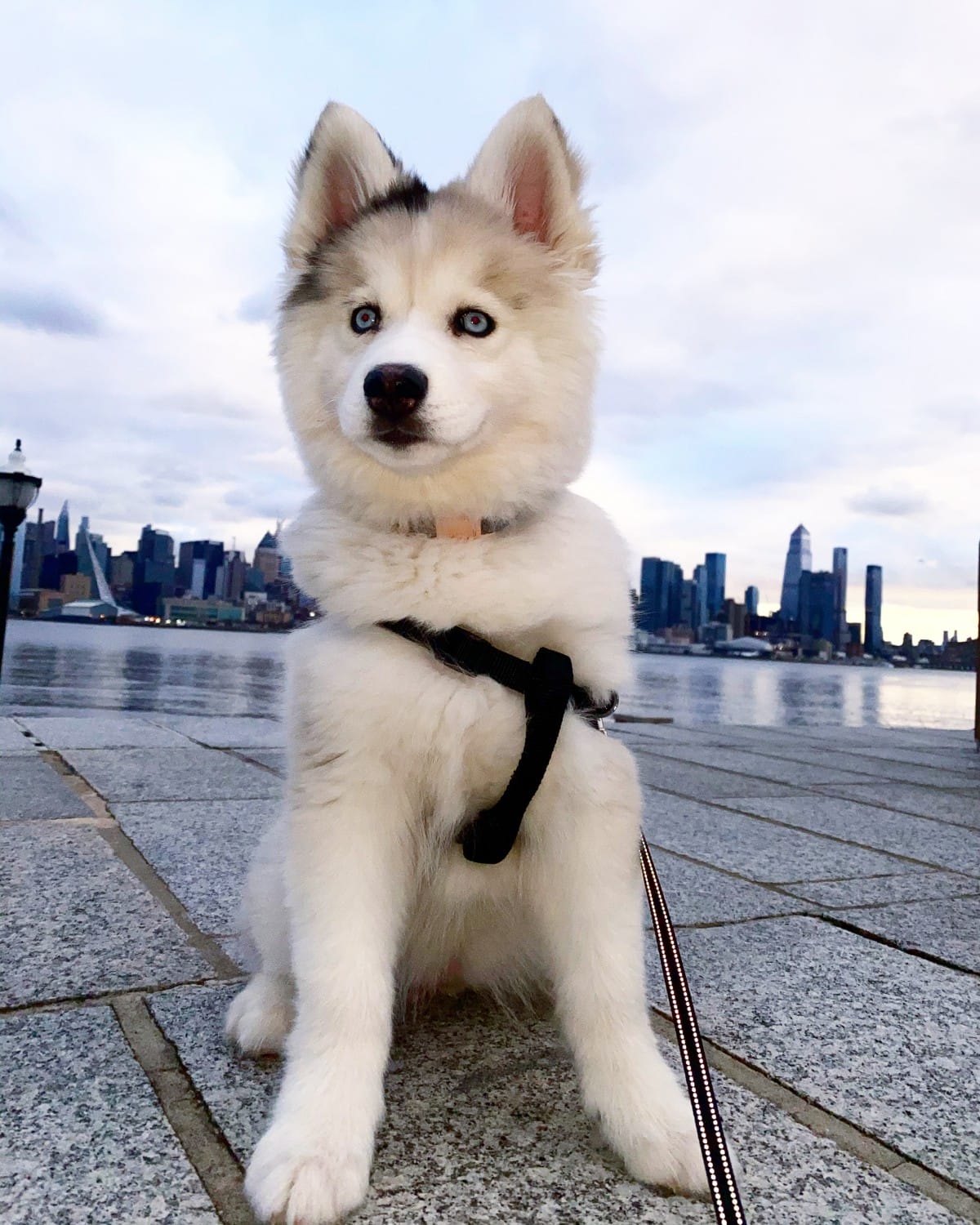 pomsky