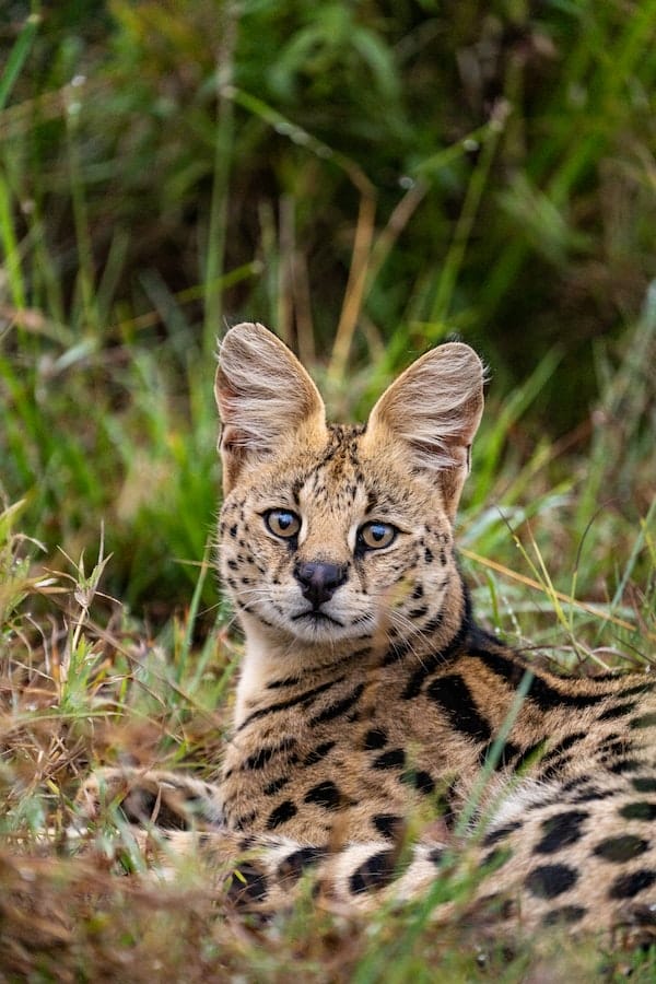 serval-cat