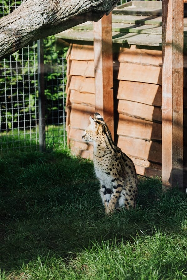 serval-cat