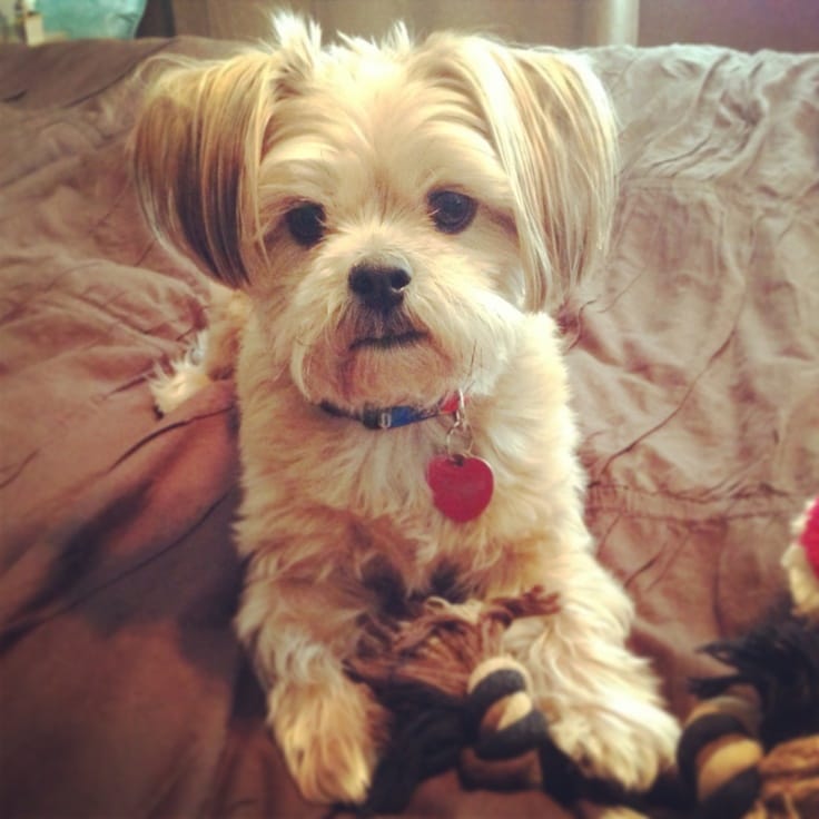 shorkie