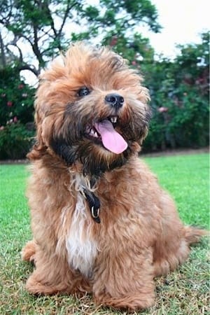 shorkie