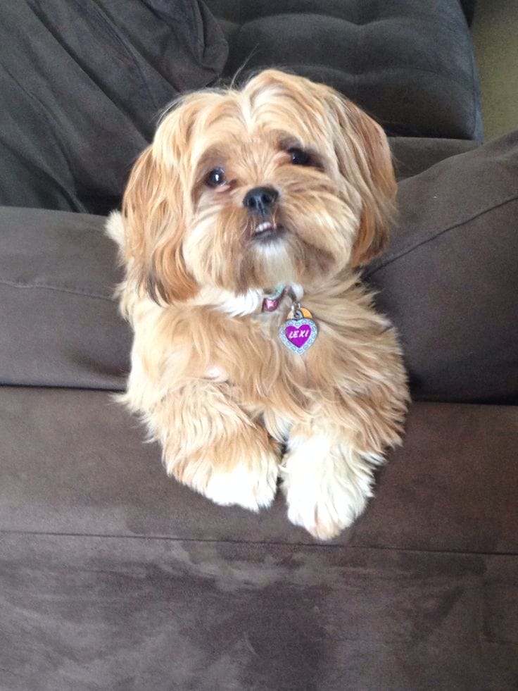 shorkie
