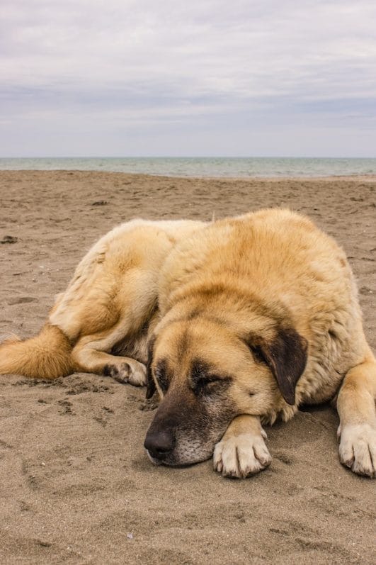 What breed is the target dog the breed of service dog