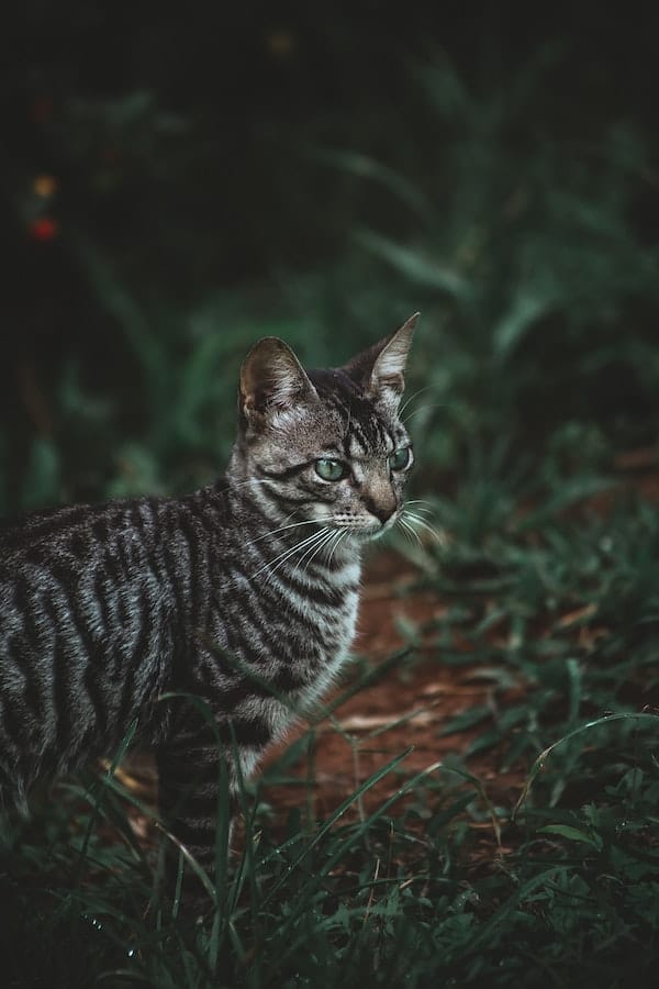 toyger-cat