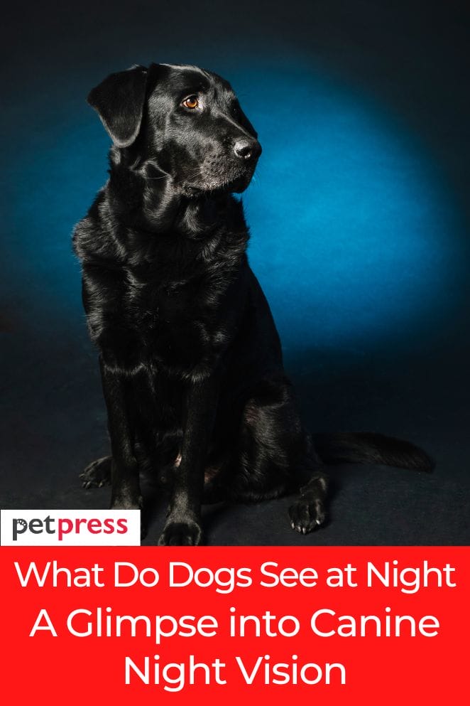 what do dogs see at night