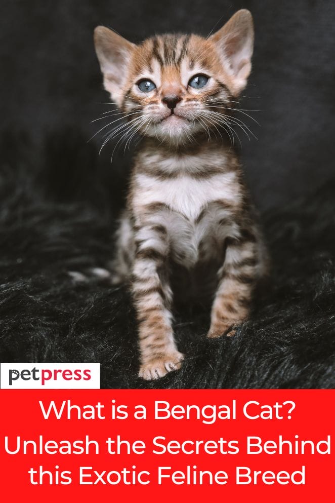 what is a bengal cat