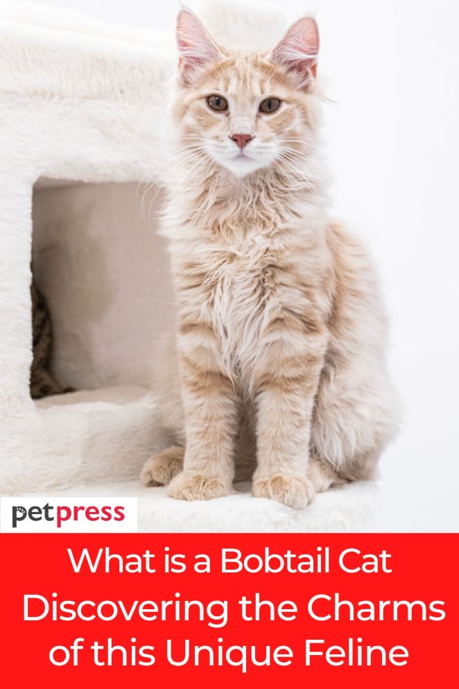 what is a bobtail cat
