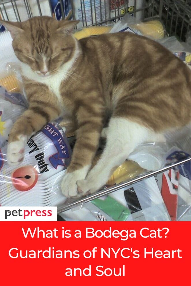 what is a bodega cat