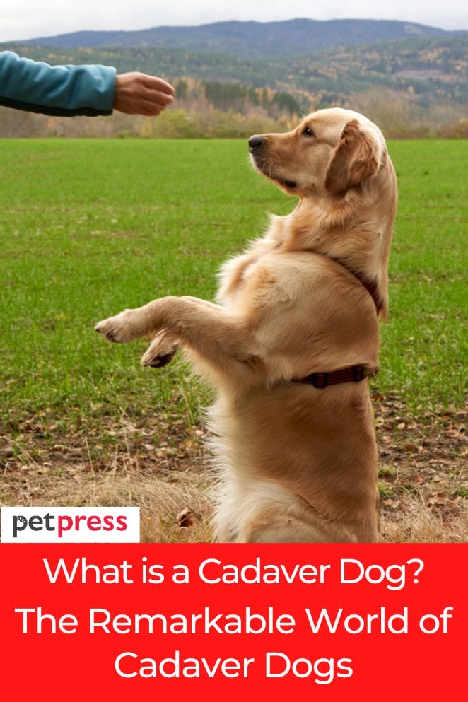 what is a cadaver dog