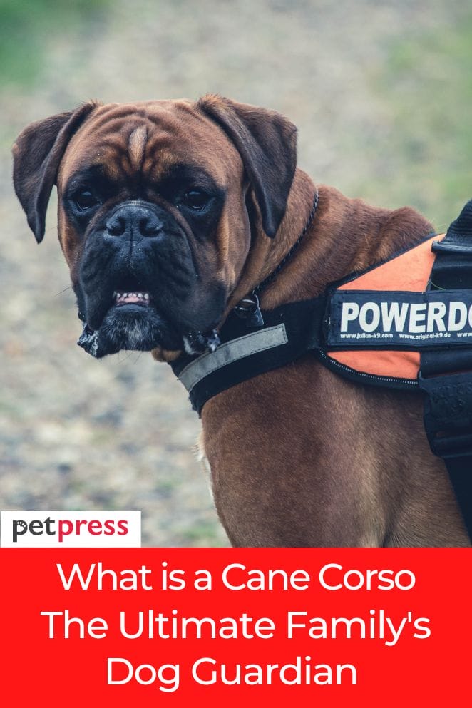 what is a cane corso
