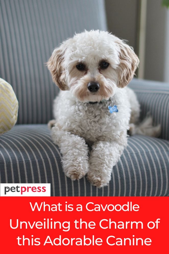 what is a cavoodle