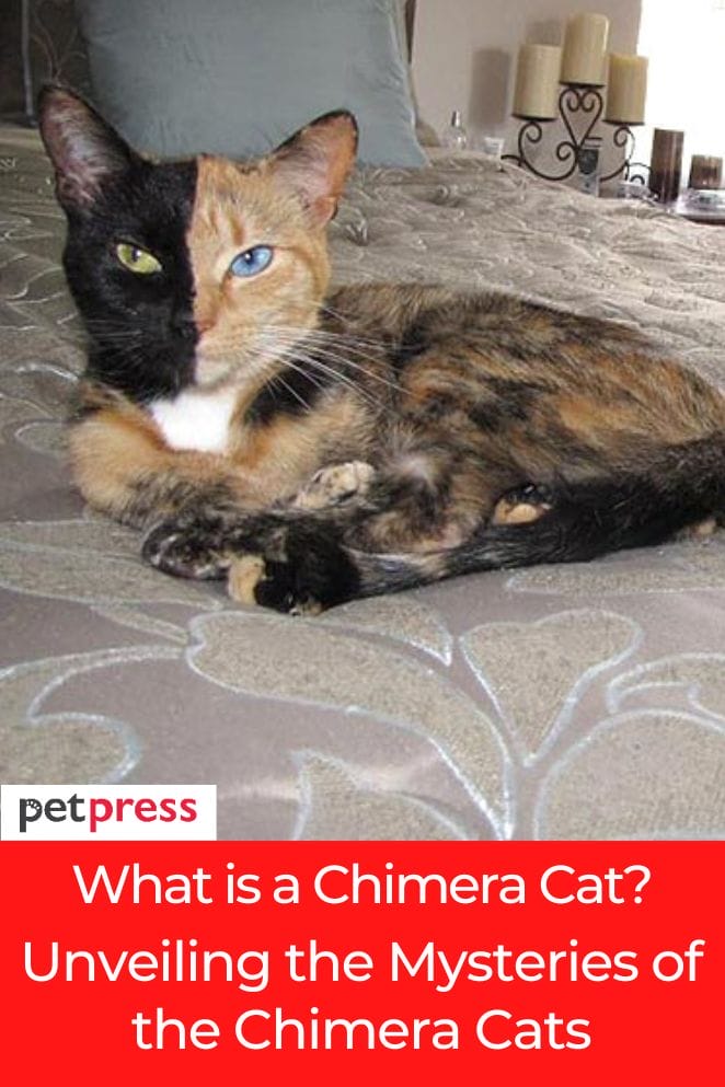 what is a chimera cat