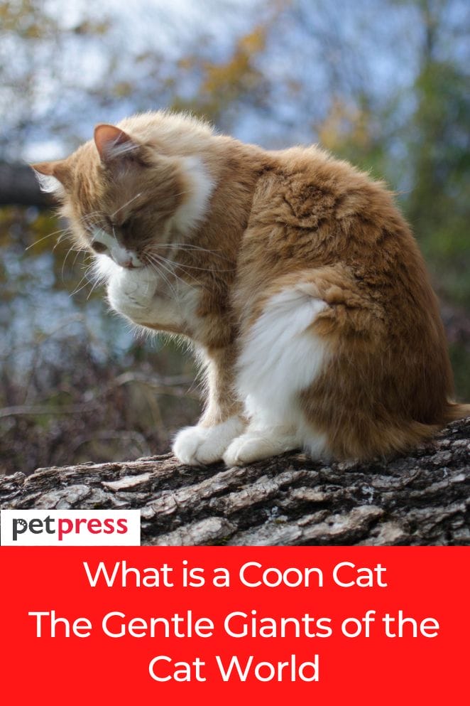 what is a coon cat