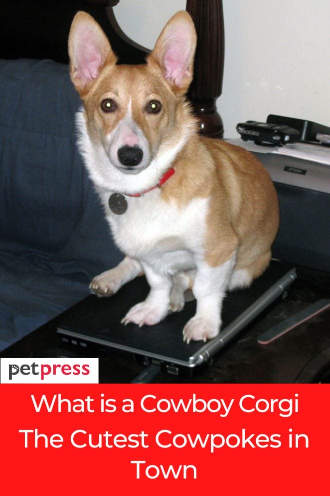 what is a cowboy corgi
