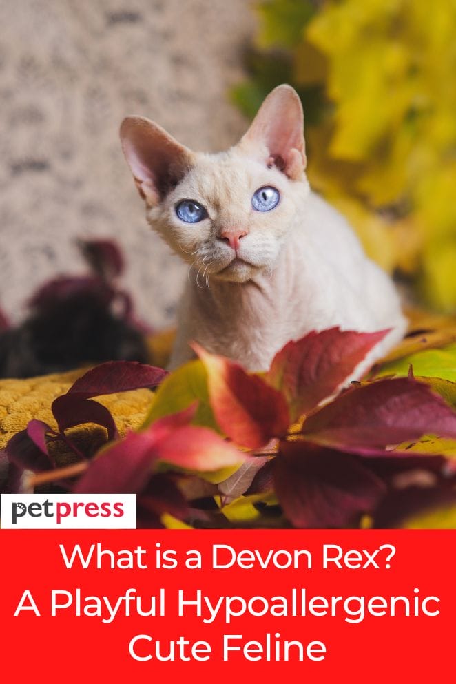 what is a devon rex cat