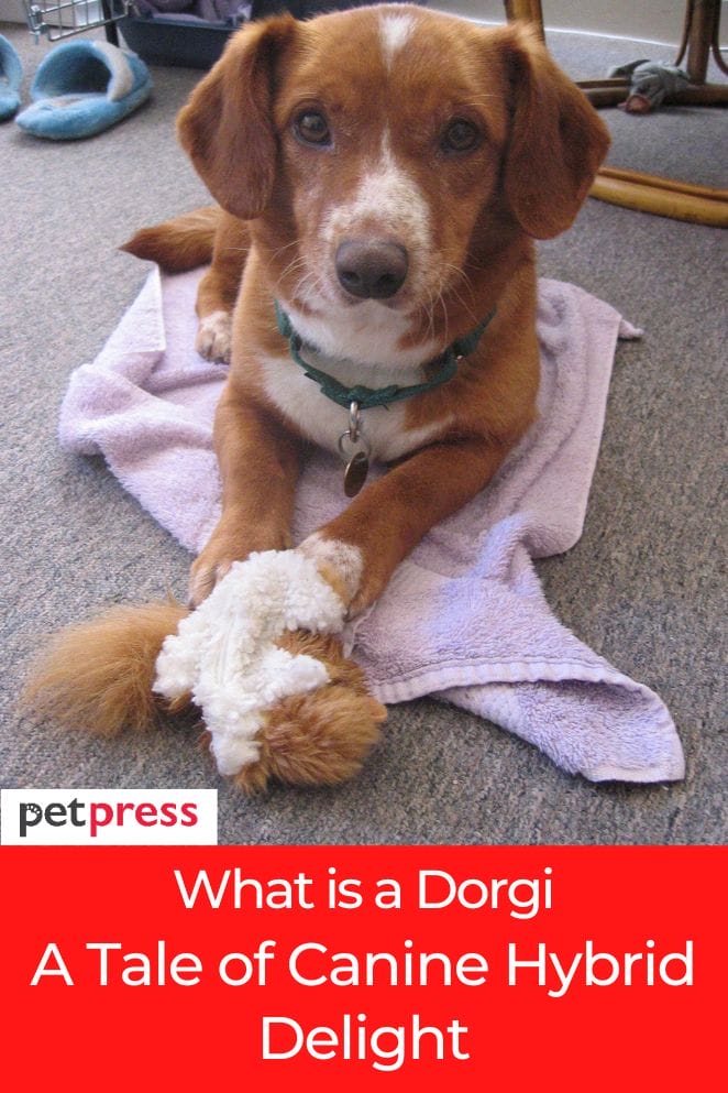 what is a dorgi