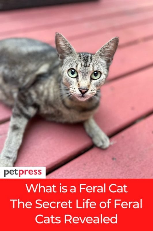 What is a Feral Cat? The Secret Life of Feral Cats Revealed