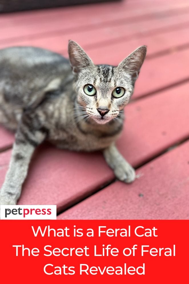 what is a feral cat