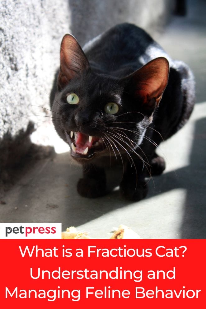 what is a fractious cat