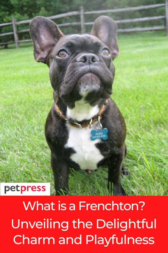 what is a frenchton