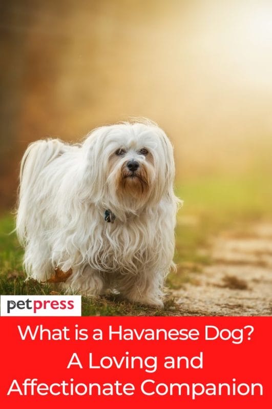 What is a Havanese Dog? A Loving and Affectionate Companion