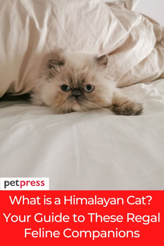 what is a himalayan cat