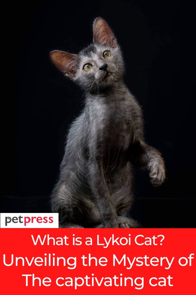 what is a lykoi cat