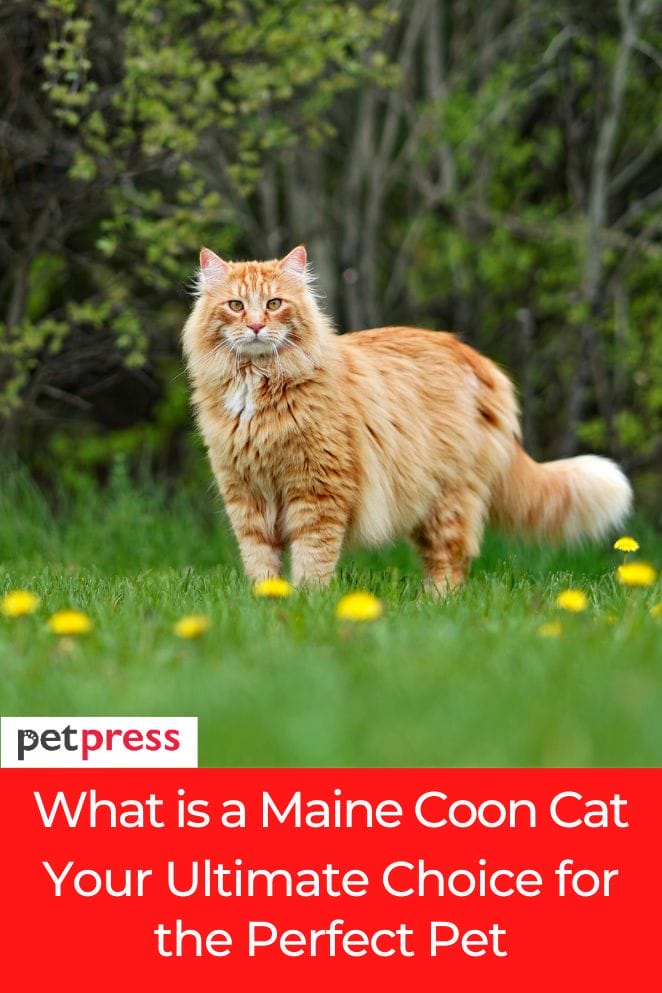 what is a maine coon cat