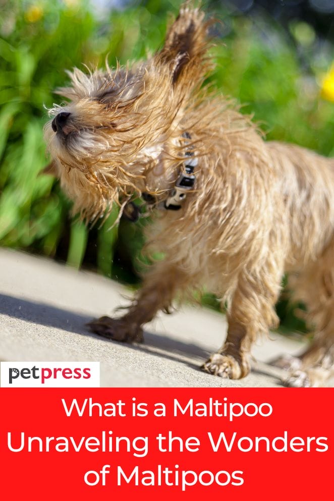 what is a maltipoo