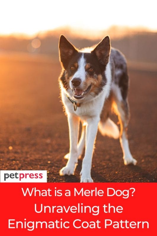 What is a Merle Dog? Unraveling the Enigmatic Coat Pattern