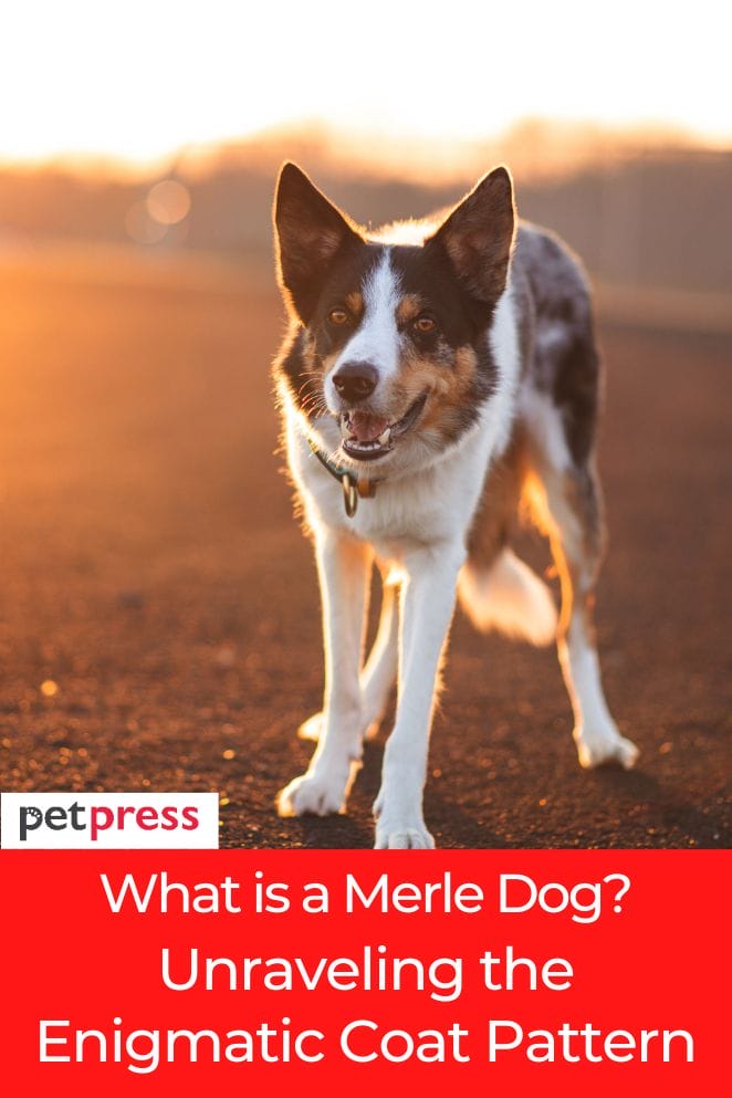 what is a merle dog