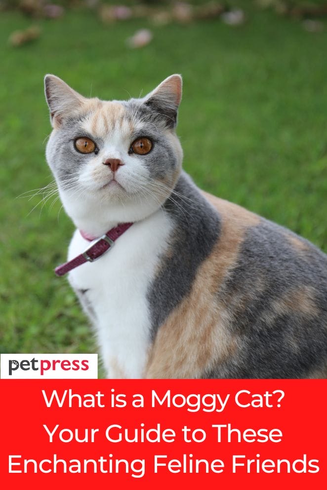 what is a moggy cat