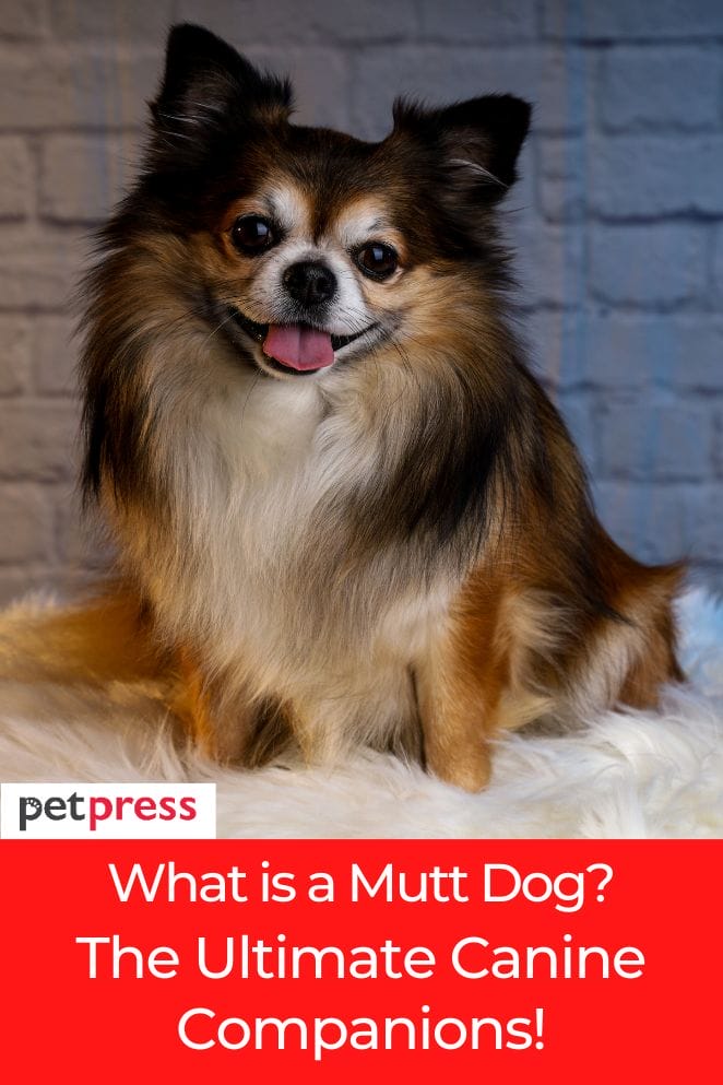 what is a mutt dog
