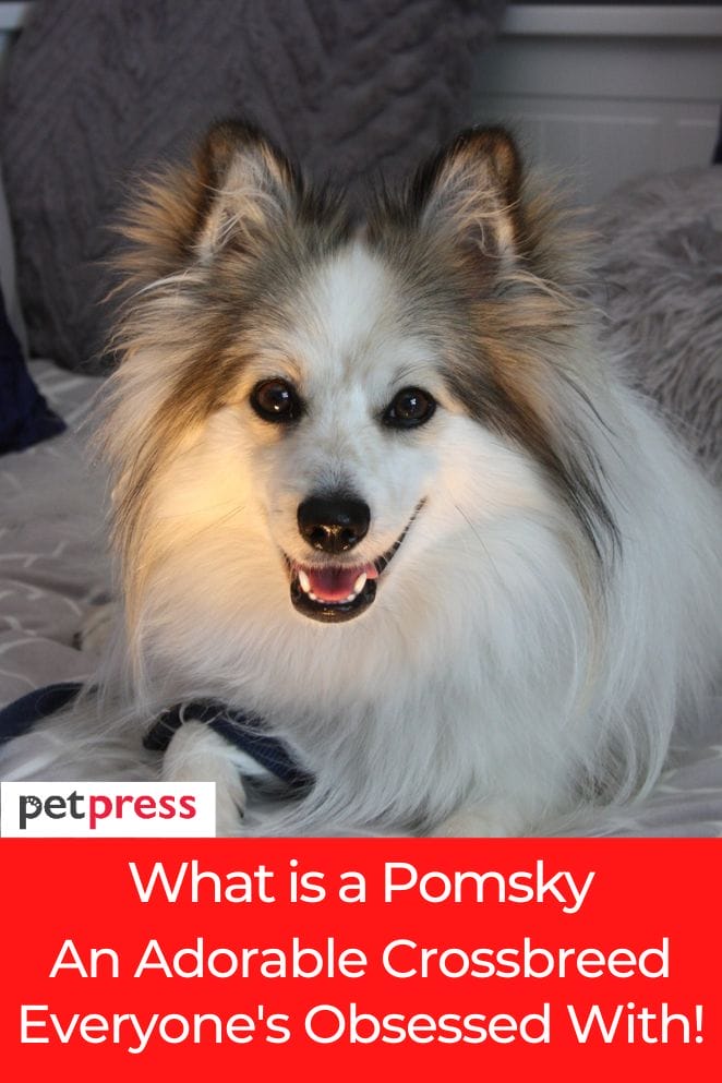 what is a pomsky
