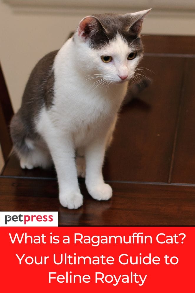 what is a ragamuffin cat