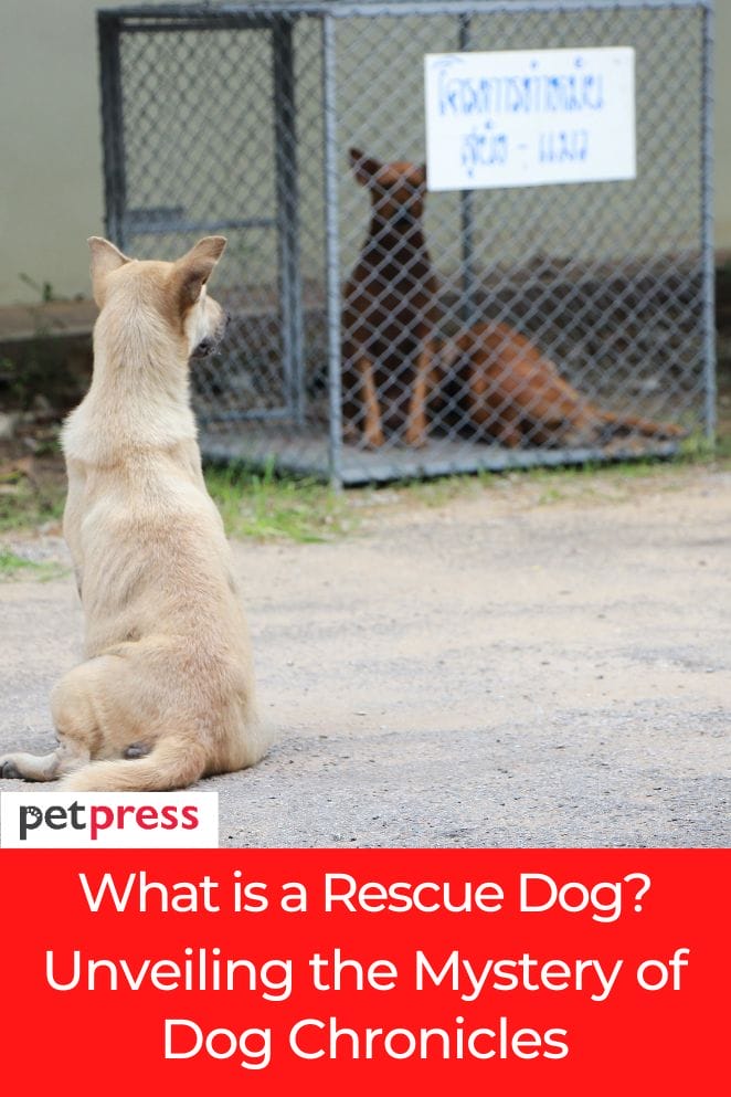 what is a rescue dog