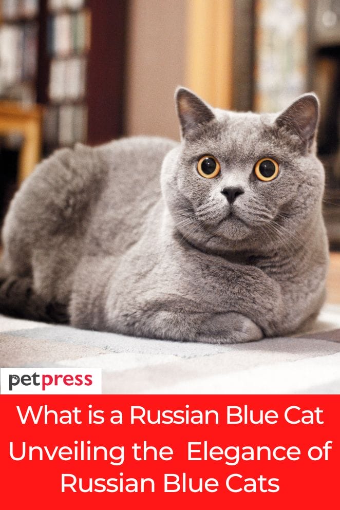 what is a russian blue cat