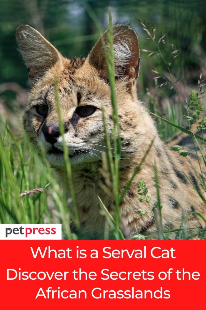 what is a serval cat