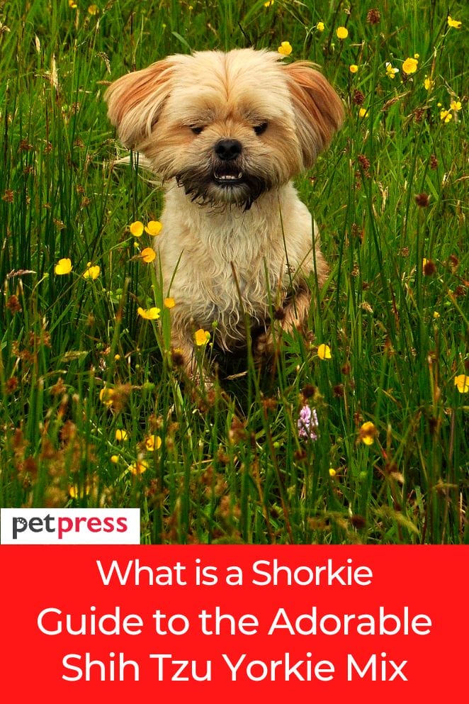 what is a shorkie