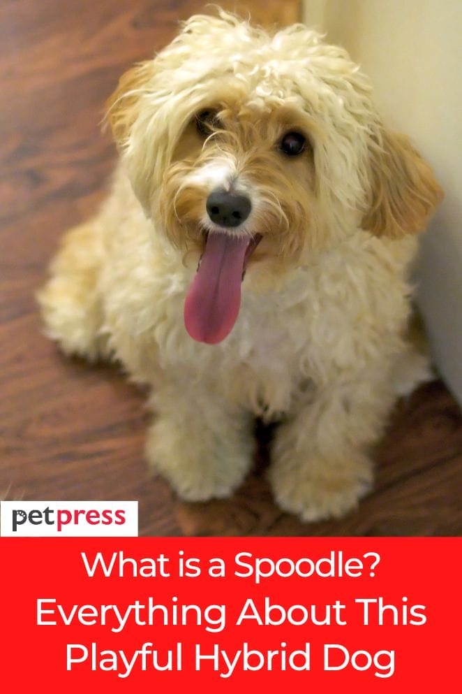 what is a spoodle