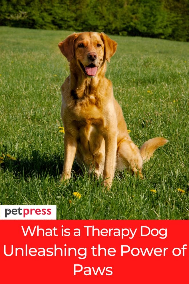 what is a therapy dog