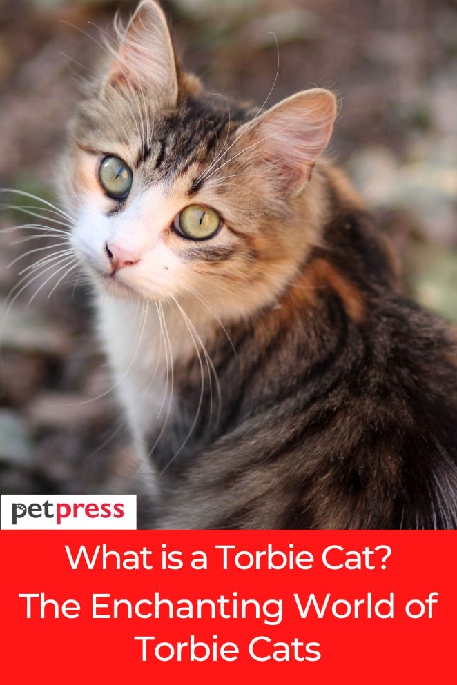 what is a torbie cat
