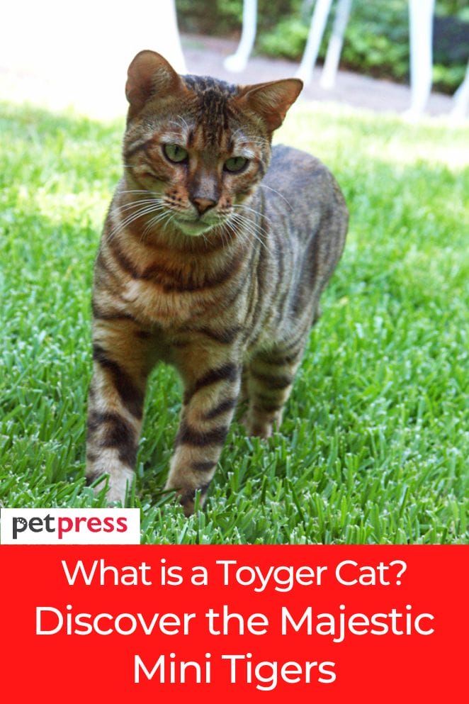 what is a toyger cat