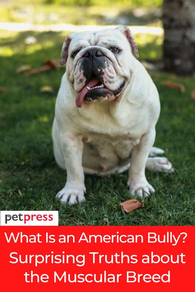 what is an american bully